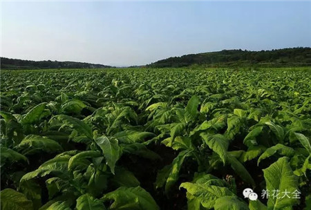 家有宠物养什么植物好