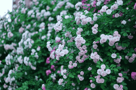 阳台养蔷薇花风水好吗