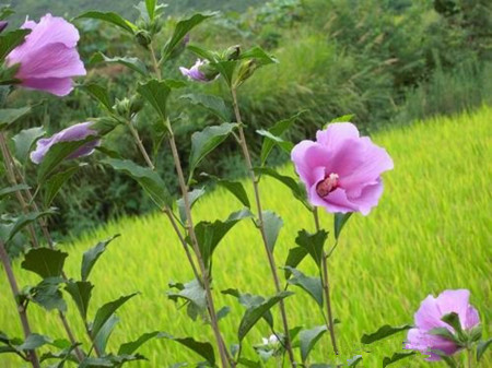 木槿花是哪个国家国花