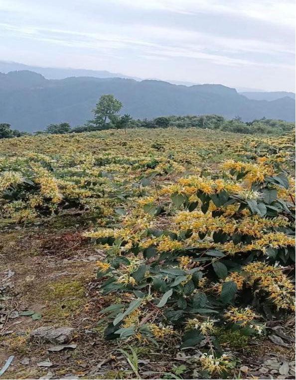 邮储银行遵义市分行落地全省首笔金银花产业贷