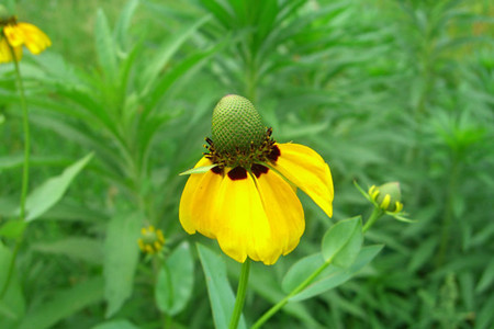 松果菊的别名