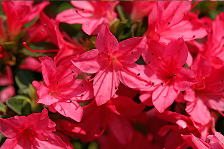 杜鹃花有花蕾就是不开花怎么办