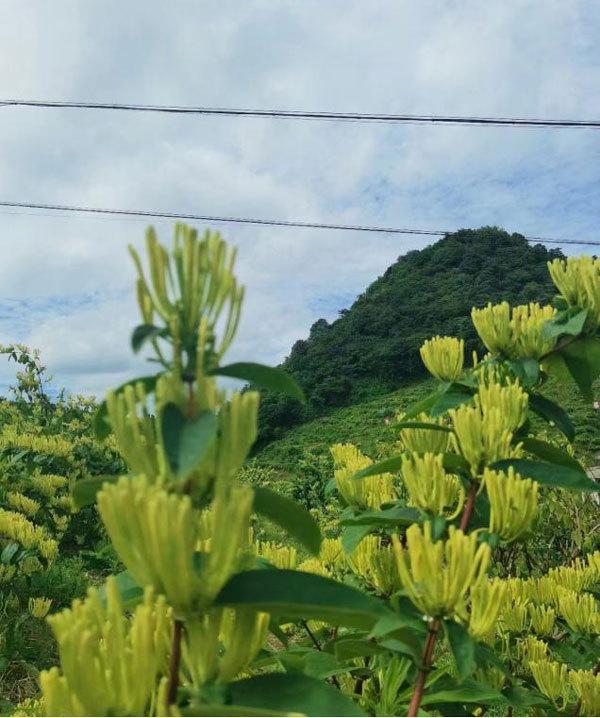 邮储银行遵义市分行落地全省首笔金银花产业贷