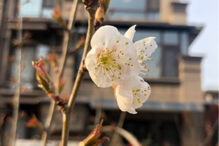 桃花的寓意和象征和花语