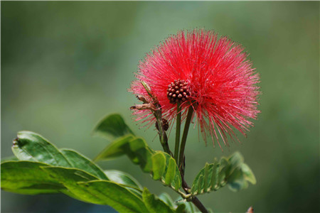 朱缨花属