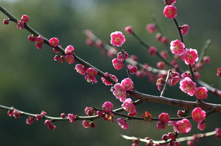 梅花种子怎么种植