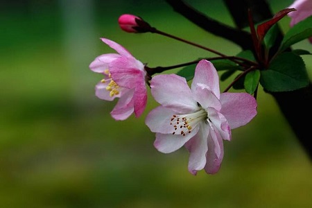 海棠花春季怎样修剪