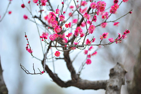 梅花种子怎么种植