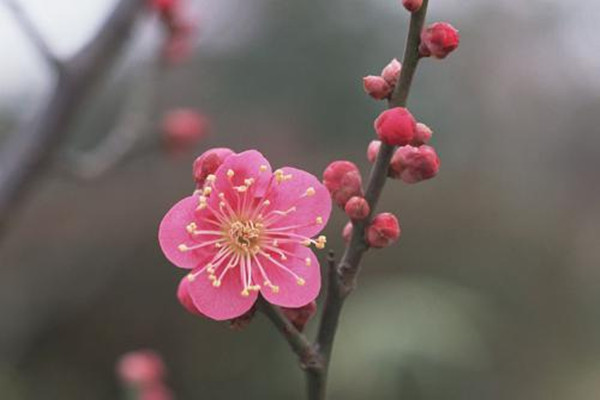 梅花种子怎么种植