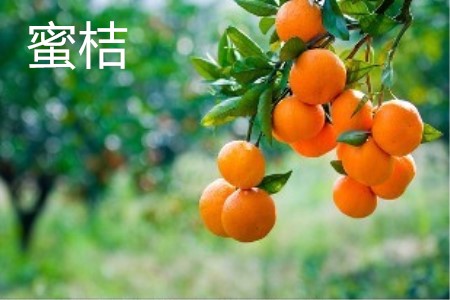 蜜桔和蜜橘有什么区别鞠婧祎