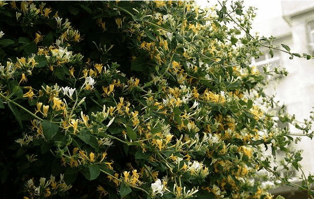 金银花家庭种植技术与栽培管理