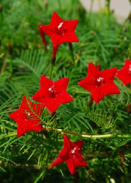 五星花的种子什么时候种最好