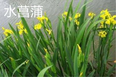 石菖蒲和水菖蒲的区别是什么