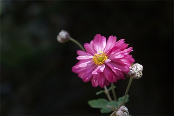 秋牡丹什么时候开花