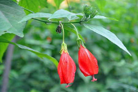 悬铃花为什么掉花苞