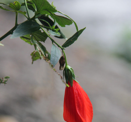 悬铃花为什么掉花苞