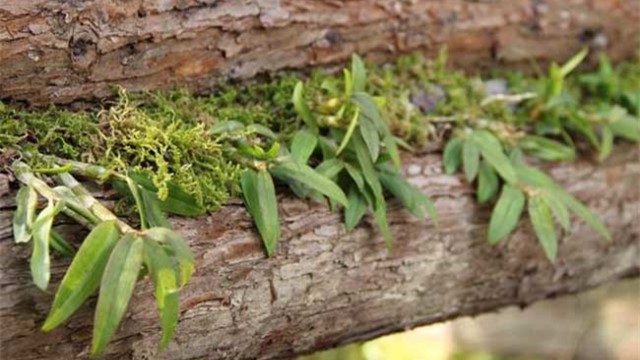 铁皮石斛种植技术和方法图解