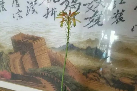 海虎兰多长时间开花