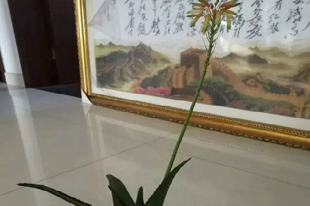 海虎兰多长时间开花