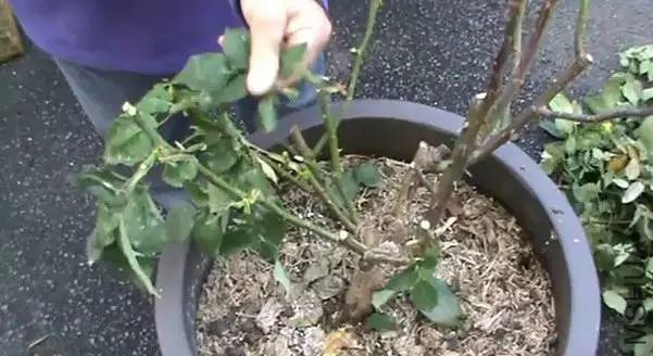 铁线莲可以用月季肥料吗