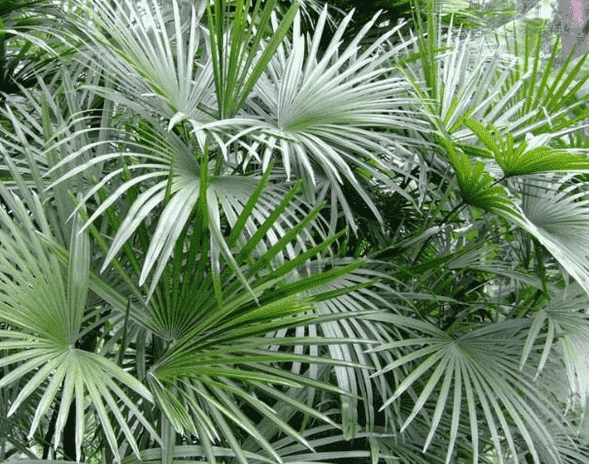 棕竹属于什么植物