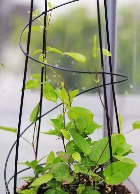 铁线莲可以用月季肥料吗