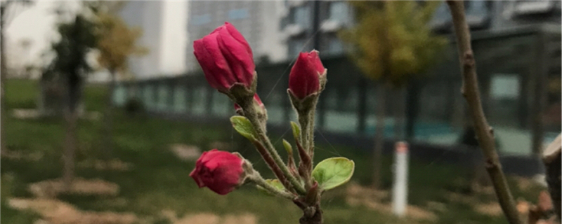 海棠冬季有叶子吗冬季开花吗图片