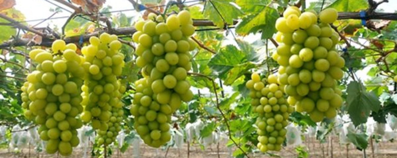 适合盆栽葡萄树品种排名