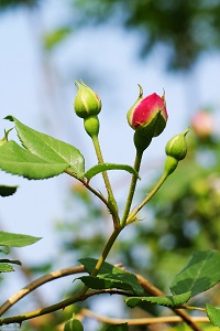 野蔷薇的花语除了爱还有什么