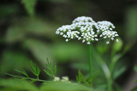 满天星秋冬种植方法