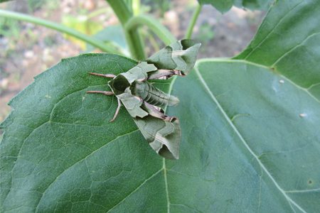 八仙花有毒吗