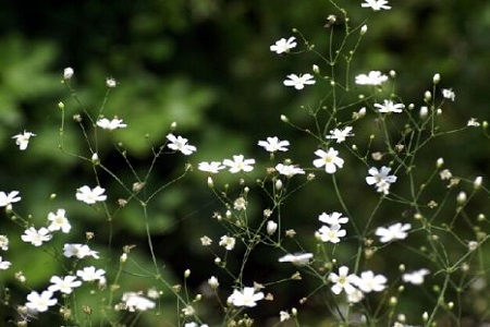 满天星秋冬种植方法