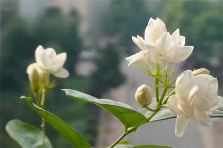 茉莉花在家养风水