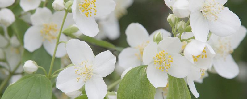 茉莉花在家养风水