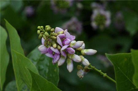 水黄皮花图片