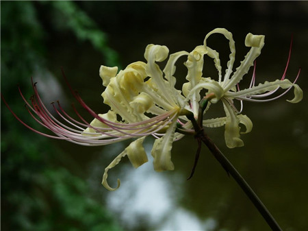 白花石蒜是彼岸花吗