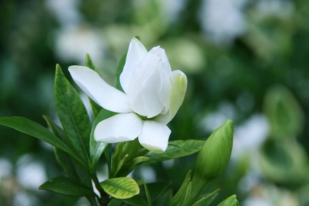 栀子花什么季节开花春夏秋冬