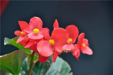 哪些盆花忌雨淋呢