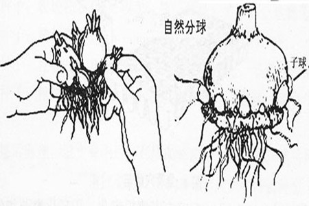 风信子球怎么养才发芽