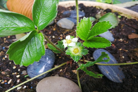 草莓的种植方法和时间