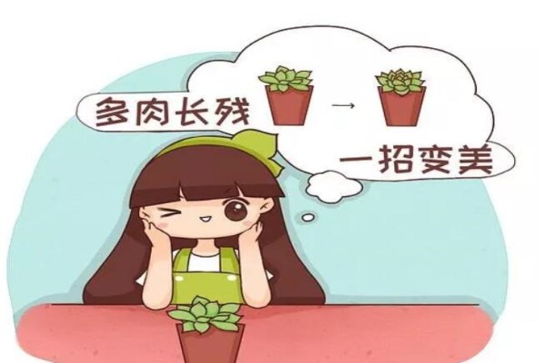 多肉植物长疯了怎么办