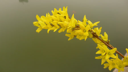 迎春花怎么浇水?