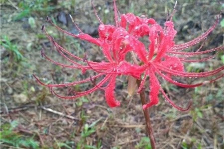 彼岸花开花条件