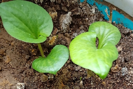 水栽鱼腥草