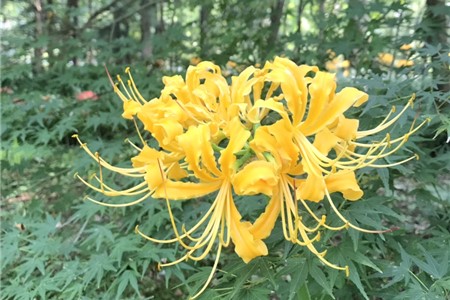 彼岸花开花条件