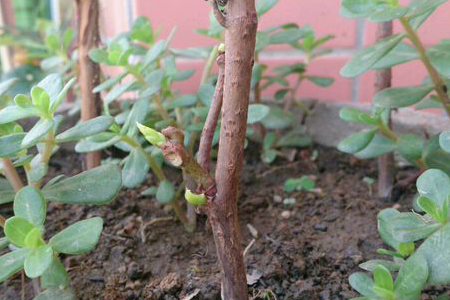 爬山虎怎么种植用什么土