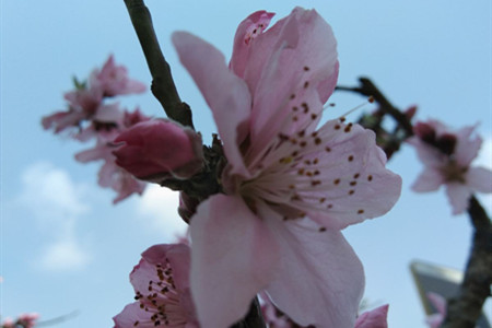 桃花是什么季节开的是什么颜色的