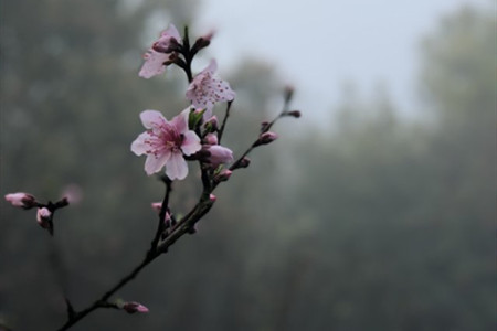 桃花是什么季节开的是什么颜色的