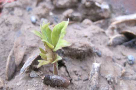 爬山虎怎么种植用什么土