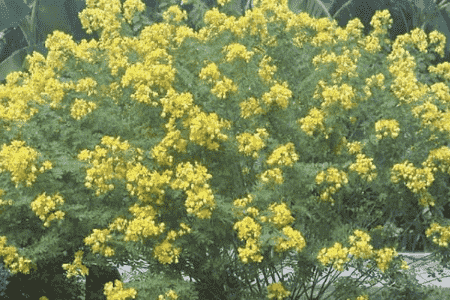 黄花槐简介特性